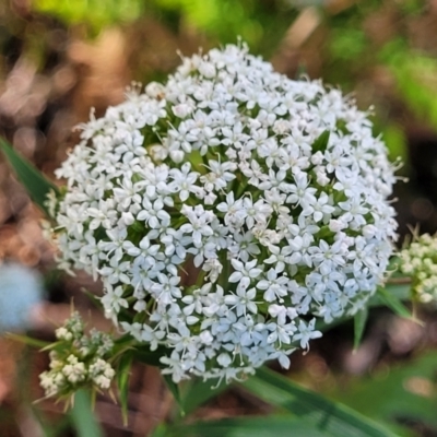 Platysace lanceolata (Shrubby Platysace) at Narrawallee, NSW - 29 Dec 2021 by trevorpreston