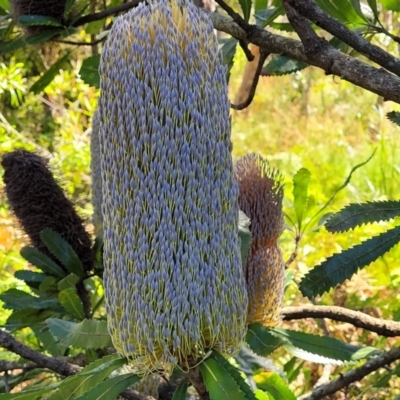 Banksia serrata (Saw Banksia) at Narrawallee, NSW - 29 Dec 2021 by trevorpreston