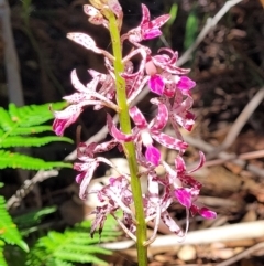 Dipodium variegatum (Blotched Hyacinth Orchid) at Narrawallee, NSW - 28 Dec 2021 by tpreston