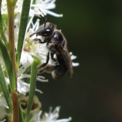 Leioproctus sp. (genus) (Plaster bee) at Cook, ACT - 28 Dec 2021 by Tammy