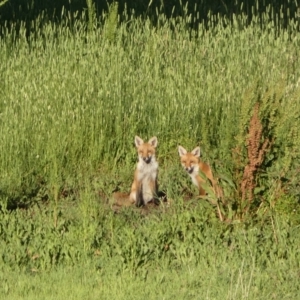 Vulpes vulpes at Mount Fairy, NSW - suppressed