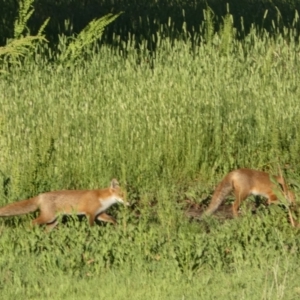 Vulpes vulpes at Mount Fairy, NSW - suppressed