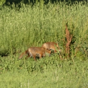 Vulpes vulpes at Mount Fairy, NSW - suppressed