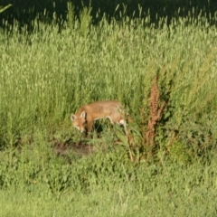 Vulpes vulpes at Mount Fairy, NSW - suppressed