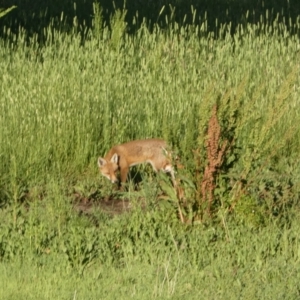 Vulpes vulpes at Mount Fairy, NSW - 28 Dec 2021