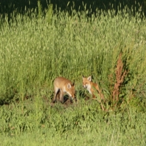 Vulpes vulpes at Mount Fairy, NSW - suppressed