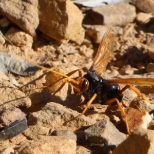 Cryptocheilus bicolor at Jerrabomberra, NSW - 29 Dec 2021