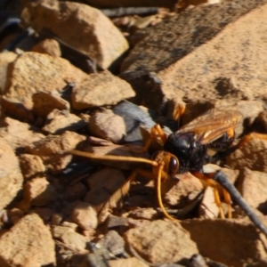 Cryptocheilus bicolor at Jerrabomberra, NSW - 29 Dec 2021