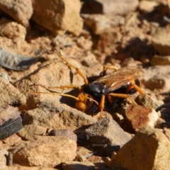 Cryptocheilus bicolor at Jerrabomberra, NSW - 29 Dec 2021