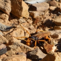 Cryptocheilus bicolor at Jerrabomberra, NSW - 29 Dec 2021