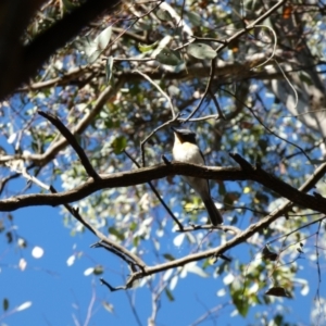 Myiagra rubecula at Jerrabomberra, NSW - 29 Dec 2021 08:41 AM