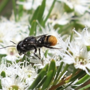 Megachile (Hackeriapis) rhodura at Cook, ACT - 28 Dec 2021 01:22 PM