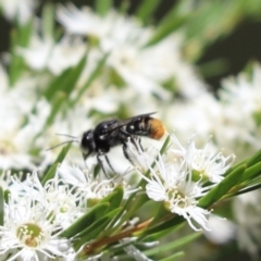 Megachile (Hackeriapis) rhodura at Cook, ACT - 28 Dec 2021 01:22 PM