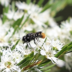 Megachile (Hackeriapis) rhodura at Cook, ACT - 28 Dec 2021 01:22 PM