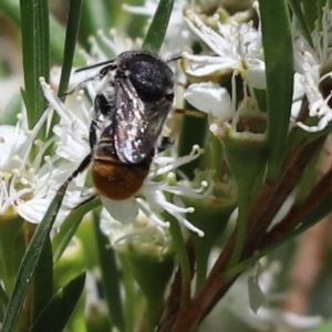 Megachile (Hackeriapis) rhodura at Cook, ACT - 28 Dec 2021 01:22 PM