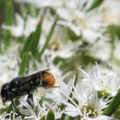 Megachile (Hackeriapis) rhodura at Cook, ACT - 28 Dec 2021 01:22 PM