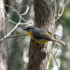 Eopsaltria australis (Eastern Yellow Robin) at Jerrabomberra, NSW - 28 Dec 2021 by Steve_Bok