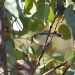 Smicrornis brevirostris at Jerrabomberra, NSW - 29 Dec 2021