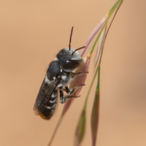 Megachile (Hackeriapis) oblonga at Symonston, ACT - 28 Dec 2021 01:19 PM