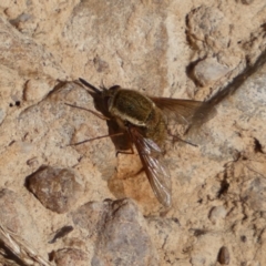 Staurostichus sp. (genus) (Unidentified Staurostichus bee fly) at Jerrabomberra, NSW - 29 Dec 2021 by SteveBorkowskis