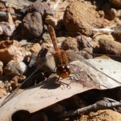 Diplacodes bipunctata (Wandering Percher) at Mount Jerrabomberra QP - 28 Dec 2021 by Steve_Bok