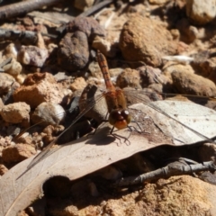 Diplacodes bipunctata at Karabar, NSW - 29 Dec 2021