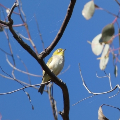 Zosterops lateralis (Silvereye) at Jerrabomberra, NSW - 29 Dec 2021 by SteveBorkowskis