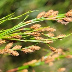 Baloskion tetraphyllum (Swamp Foxtails) at Narrawallee, NSW - 28 Dec 2021 by tpreston