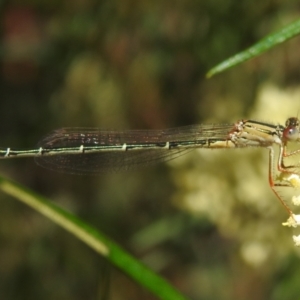 Xanthagrion erythroneurum at Kambah, ACT - 29 Dec 2021