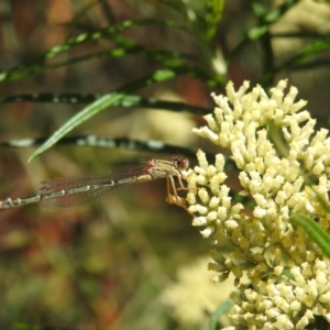 Xanthagrion erythroneurum at Kambah, ACT - 29 Dec 2021