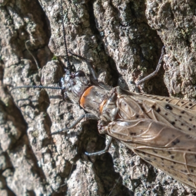 Archichauliodes (Riekochauliodes) guttiferus (Dobsonfly or Fishfly) at Paddys River, ACT - 28 Dec 2021 by rawshorty