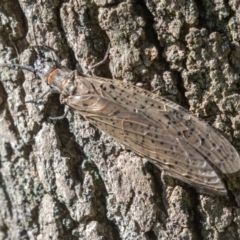 Archichauliodes (Riekochauliodes) guttiferus at Paddys River, ACT - 29 Dec 2021