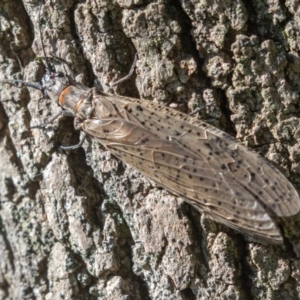 Archichauliodes (Riekochauliodes) guttiferus at Paddys River, ACT - 29 Dec 2021