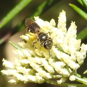 Lasioglossum (Chilalictus) sp. (genus & subgenus) at Kambah, ACT - 29 Dec 2021