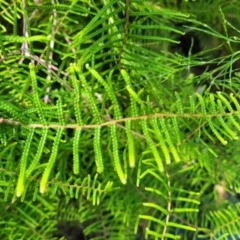 Gleichenia (genus) (A Coral Fern) at Narrawallee, NSW - 29 Dec 2021 by trevorpreston