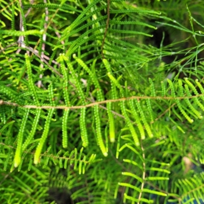 Gleichenia (genus) (A Coral Fern) at Narrawallee, NSW - 29 Dec 2021 by trevorpreston