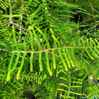 Gleichenia sp. (A Coral Fern) at Narrawallee, NSW - 29 Dec 2021 by trevorpreston