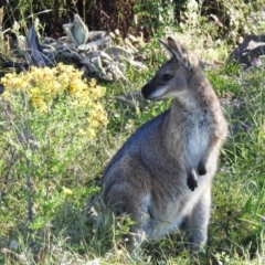 Notamacropus rufogriseus (Red-necked Wallaby) at Mount Taylor - 28 Dec 2021 by HelenCross