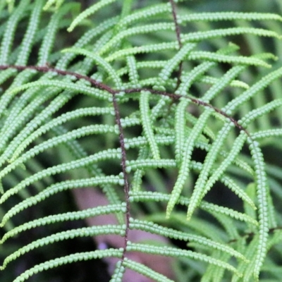 Gleichenia sp. (A Coral Fern) at Bournda, NSW - 26 Dec 2021 by KylieWaldon