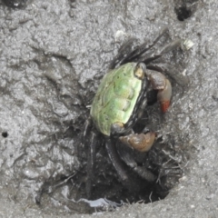 Parasesarma erythodactyla (Parasesarma erythodactyla) at Surfside, NSW - 28 Dec 2021 by HelenCross