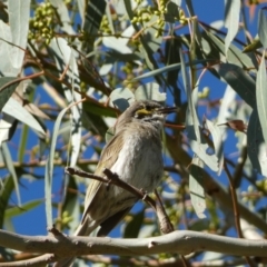 Caligavis chrysops (Yellow-faced Honeyeater) at Jerrabomberra, NSW - 29 Dec 2021 by SteveBorkowskis