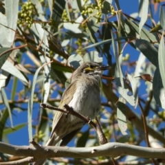 Caligavis chrysops (Yellow-faced Honeyeater) at Mount Jerrabomberra QP - 28 Dec 2021 by Steve_Bok