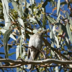 Caligavis chrysops at Jerrabomberra, NSW - 29 Dec 2021 07:46 AM