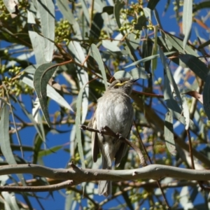 Caligavis chrysops at Jerrabomberra, NSW - 29 Dec 2021 07:46 AM