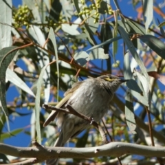 Caligavis chrysops at Jerrabomberra, NSW - 29 Dec 2021 07:46 AM