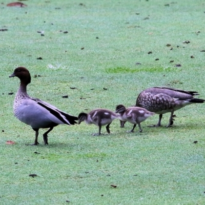 Chenonetta jubata (Australian Wood Duck) at Bournda, NSW - 25 Dec 2021 by KylieWaldon