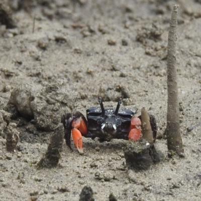 Heloecius cordiformis (Semaphore Crab) at Surfside, NSW - 28 Dec 2021 by HelenCross