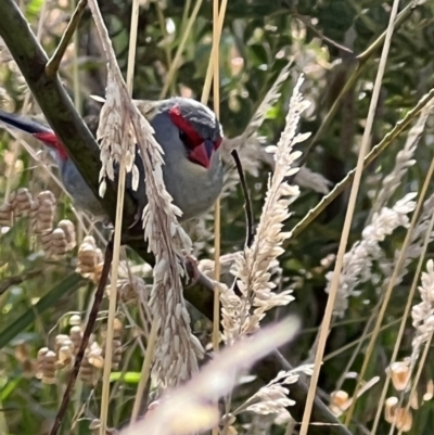 Neochmia temporalis (Red-browed Finch) at Murrumbateman, NSW - 28 Dec 2021 by SimoneC