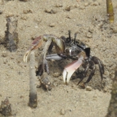 Unidentified Crab at Surfside, NSW - 27 Dec 2021 by HelenCross