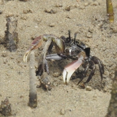 Unidentified Crab at Surfside, NSW - 27 Dec 2021 by HelenCross